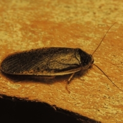 Calolampra sp. (genus) (Bark cockroach) at Greenway, ACT - 7 Dec 2021 by MichaelBedingfield