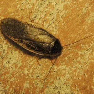 Calolampra sp. (genus) at Greenway, ACT - 7 Dec 2021 08:49 PM