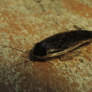 Calolampra sp. (genus) at Greenway, ACT - 7 Dec 2021