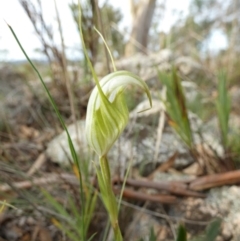Diplodium reflexum (Dainty Greenhood) at Boro, NSW - 15 Mar 2022 by Paul4K