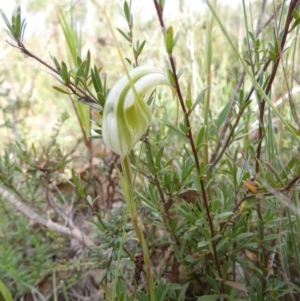 Diplodium reflexum at Boro, NSW - 15 Mar 2022