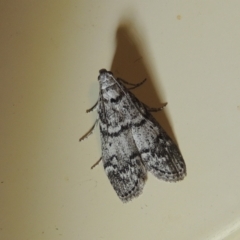 Heteromicta pachytera (Galleriinae subfamily moth) at Pollinator-friendly garden Conder - 21 Dec 2021 by michaelb