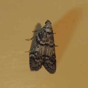 Heteromicta pachytera at Conder, ACT - 21 Dec 2021