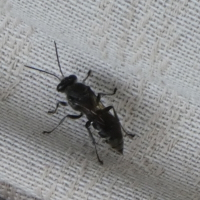 Crabronidae (family) (Sand wasp) at Boro - 15 Mar 2022 by Paul4K