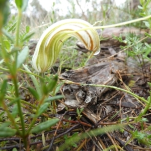 Diplodium truncatum at Boro, NSW - 16 Mar 2022