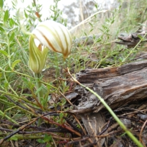 Diplodium truncatum at Boro, NSW - suppressed