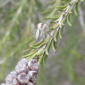 Opisthoncus abnormis at Boro, NSW - 16 Mar 2022