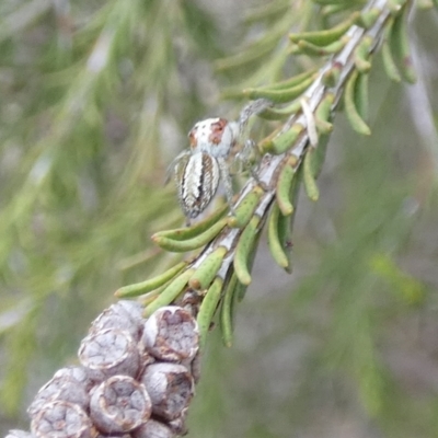 Opisthoncus abnormis (Long-legged Jumper) at QPRC LGA - 16 Mar 2022 by Paul4K