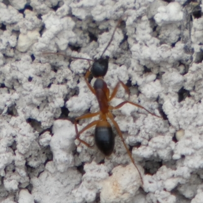 Camponotus consobrinus (Banded sugar ant) at Boro - 16 Mar 2022 by Paul4K
