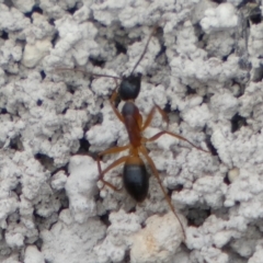 Camponotus consobrinus (Banded sugar ant) at Boro, NSW - 16 Mar 2022 by Paul4K