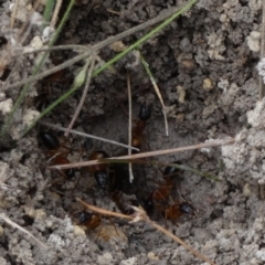 Camponotus consobrinus at Boro, NSW - 16 Mar 2022
