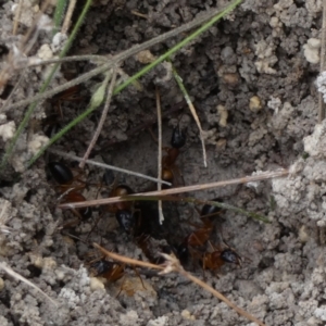 Camponotus consobrinus at Boro, NSW - suppressed