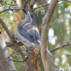 Colluricincla harmonica (Grey Shrikethrush) at Boro - 16 Mar 2022 by Paul4K