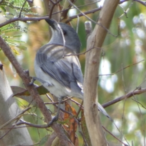 Colluricincla harmonica at Boro, NSW - 16 Mar 2022