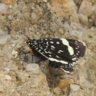 Periscepta polysticta (Spotted Day Moth) at Paddys River, ACT - 30 Nov 2021 by michaelb