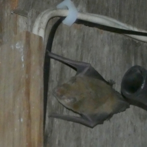 Vespertilionidae (family) at Boro, NSW - suppressed