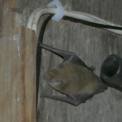 Unidentified Microbat at Boro, NSW - 16 Mar 2022 by Paul4K