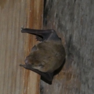 Vespertilionidae (family) at Boro, NSW - suppressed