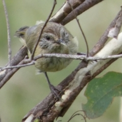 Acanthiza lineata (Striated Thornbill) at Boro, NSW - 17 Mar 2022 by Paul4K