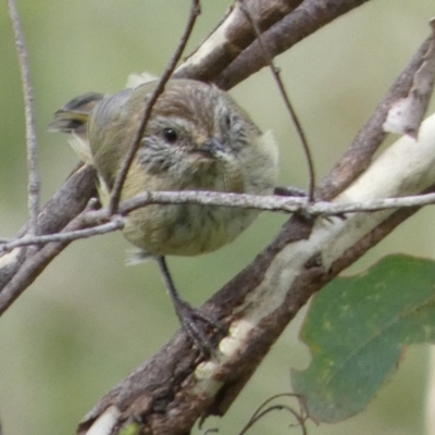 Acanthiza lineata (Striated Thornbill) at Boro - 17 Mar 2022 by Paul4K