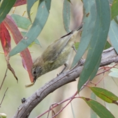 Acanthiza lineata at Boro, NSW - suppressed