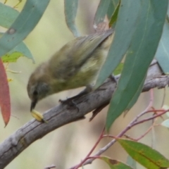 Acanthiza lineata at Boro, NSW - suppressed