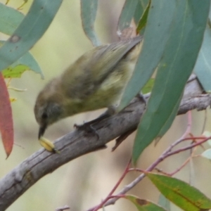 Acanthiza lineata at Boro, NSW - suppressed