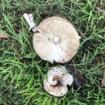 Chlorophyllum sp. at Hughes Garran Woodland - 17 Mar 2022 by ruthkerruish