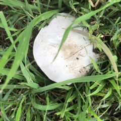 Agaricus sp. (Agaricus) at Hughes, ACT - 17 Mar 2022 by ruthkerruish