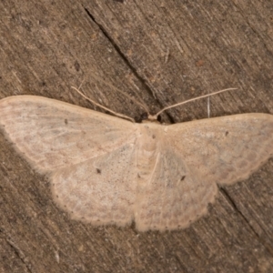 Scopula optivata at Melba, ACT - 16 Jan 2022 09:25 PM