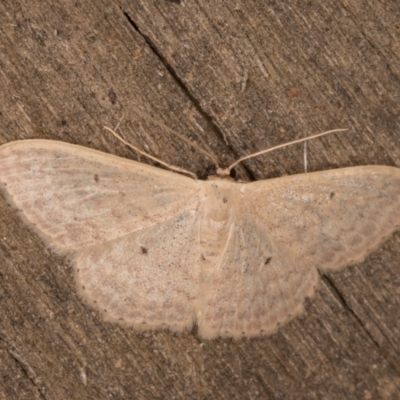 Scopula optivata (Varied Wave) at Melba, ACT - 16 Jan 2022 by kasiaaus