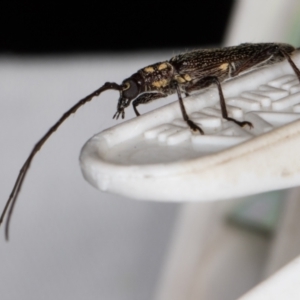 Strongylurus ceresioides at Melba, ACT - 16 Jan 2022 09:30 PM