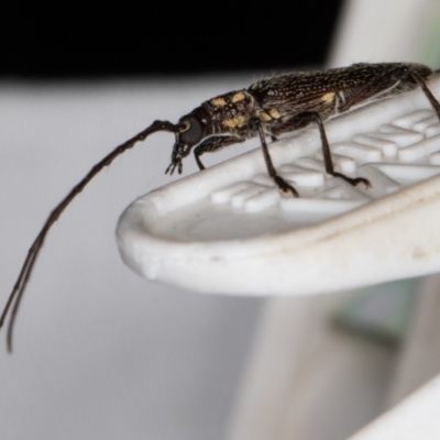 Strongylurus ceresioides (Longhorn beetle) at Melba, ACT - 16 Jan 2022 by kasiaaus