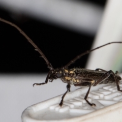 Strongylurus ceresioides at Melba, ACT - 16 Jan 2022 09:30 PM