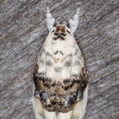 Piloprepes antidoxa (A concealer moth (Wingia group)) at Melba, ACT - 16 Jan 2022 by kasiaaus
