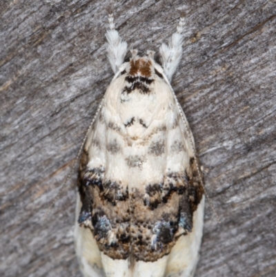 Piloprepes antidoxa (A concealer moth (Wingia group)) at Melba, ACT - 16 Jan 2022 by kasiaaus