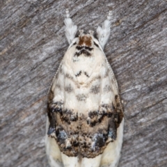 Piloprepes antidoxa (A concealer moth) at Melba, ACT - 16 Jan 2022 by kasiaaus