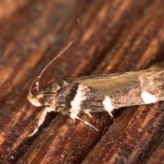 Macrobathra ceraunobola (a cosmet moth) at Melba, ACT - 16 Jan 2022 by kasiaaus