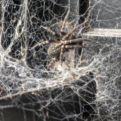 Badumna (genus) (Lattice-web spider) at Amaroo, ACT - 18 Mar 2022 by chriselidie