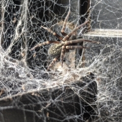 Badumna sp. (genus) (Lattice-web spider) at Amaroo, ACT - 18 Mar 2022 by chriselidie