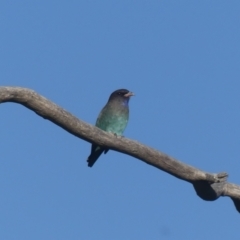 Eurystomus orientalis (Dollarbird) at Albury - 18 Mar 2022 by AlburyCityEnviros
