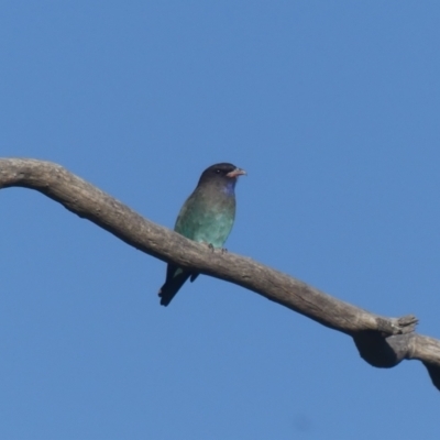 Eurystomus orientalis (Dollarbird) at Albury - 17 Mar 2022 by AlburyCityEnviros