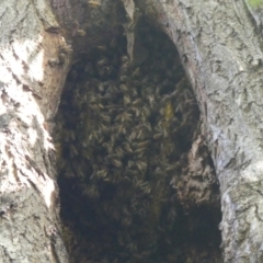 Apis mellifera (European honey bee) at Albury - 17 Mar 2022 by AlburyCityEnviros