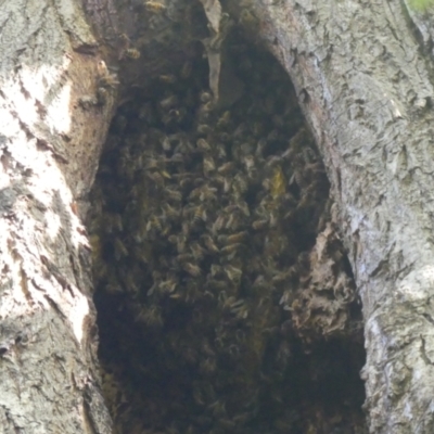 Apis mellifera (European honey bee) at South Albury, NSW - 18 Mar 2022 by AlburyCityEnviros