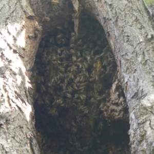 Apis mellifera at South Albury, NSW - 18 Mar 2022