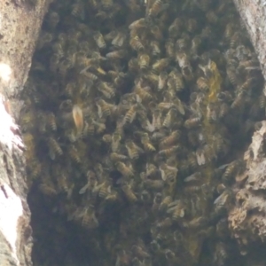 Apis mellifera at South Albury, NSW - 18 Mar 2022