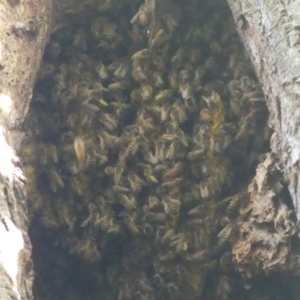 Apis mellifera at South Albury, NSW - 18 Mar 2022