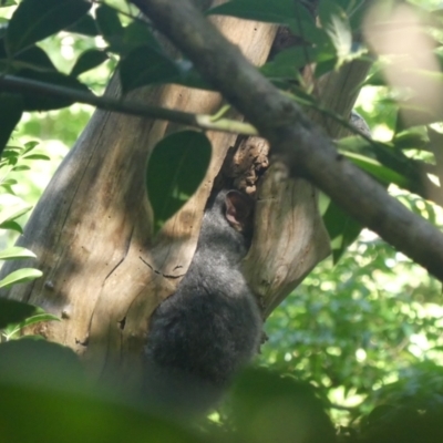 Trichosurus vulpecula (Common Brushtail Possum) at South Albury, NSW - 17 Mar 2022 by AlburyCityEnviros