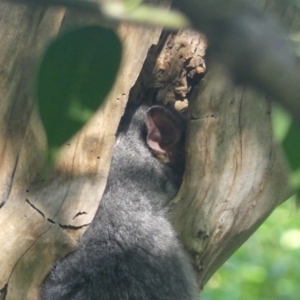 Trichosurus vulpecula at South Albury, NSW - 18 Mar 2022 09:08 AM