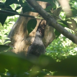 Trichosurus vulpecula at South Albury, NSW - 18 Mar 2022